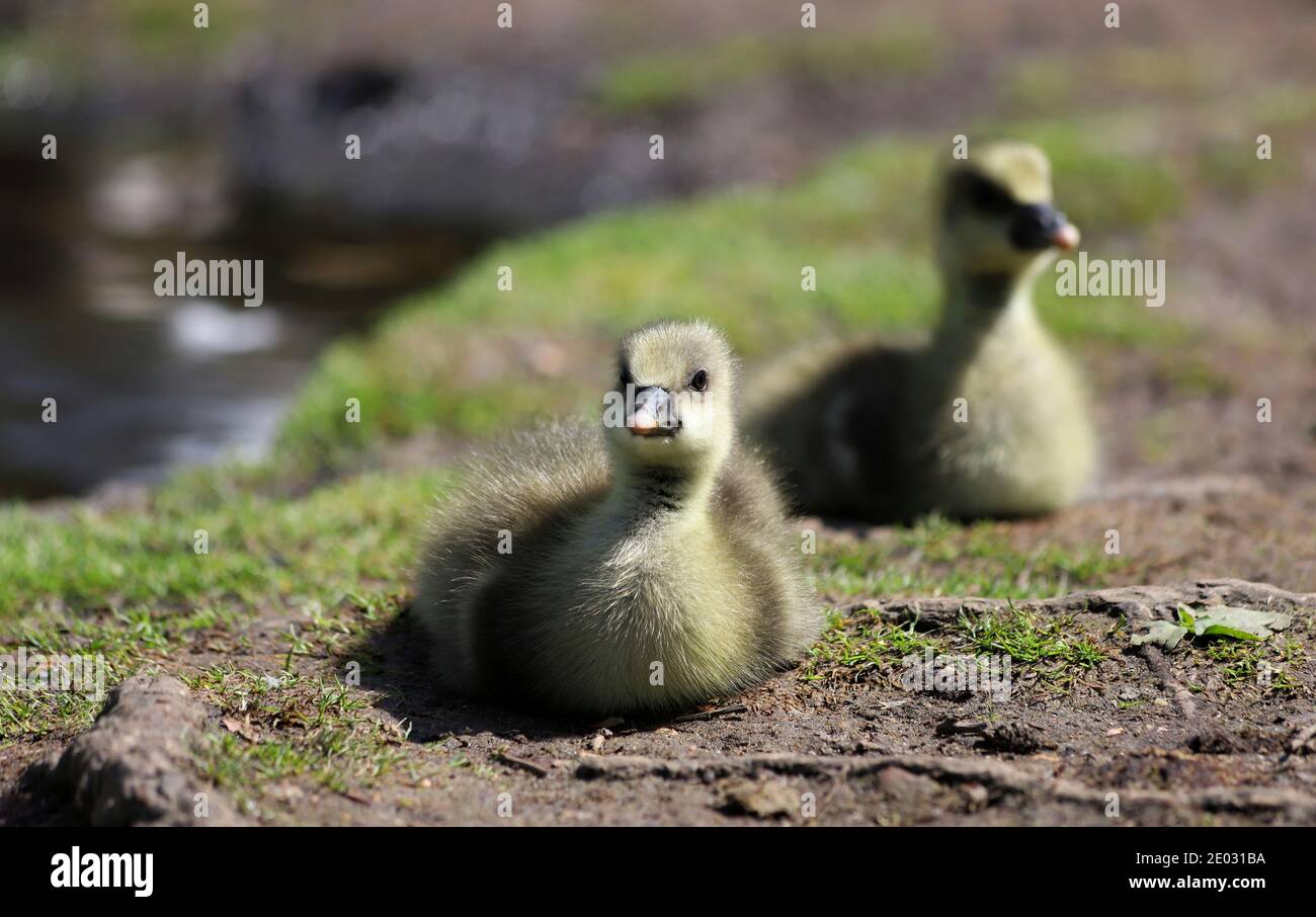 Ein Paar entzückende, flauschige kleine Graugänse sonnen sich im Frühlingssonne am Rande des Wassers im Poole Park. Stockfoto