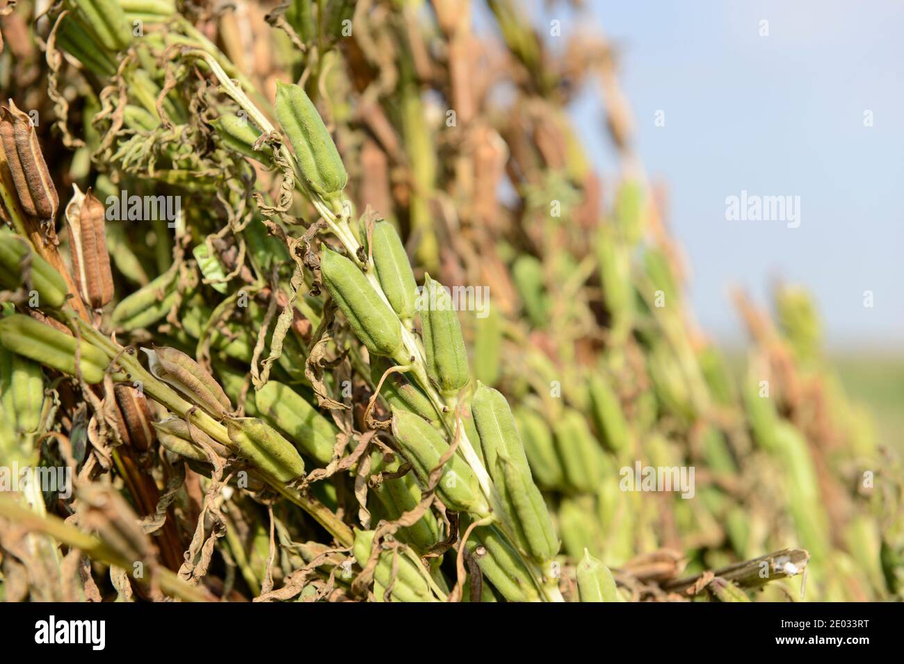 TÜRKEI, Adana, Sesamzucht, geernteter Sesam / TUERKEI, Adana, Sesam Anbau Stockfoto