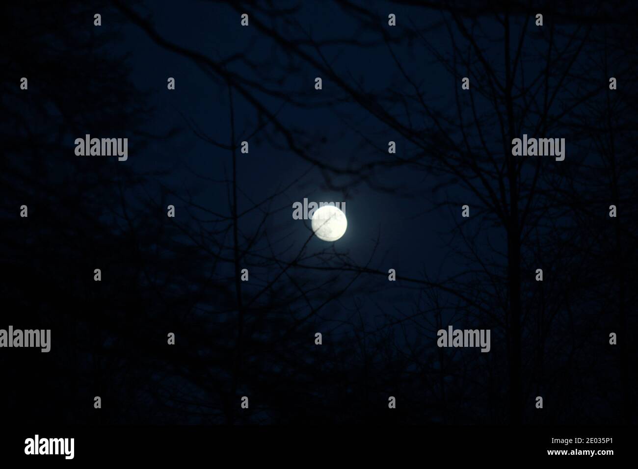 Vollmond mit klarem Himmel hinter Ästen Stockfoto