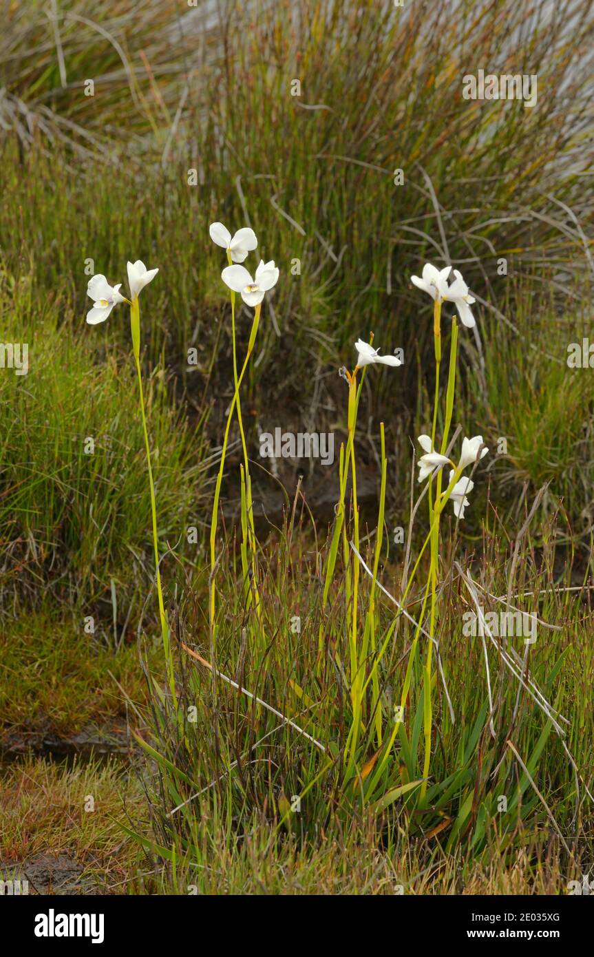 Westliche Flagge Iris Diplomarrena latifolia IRIDACEAE endemisch go Tasmania, Australien Stockfoto