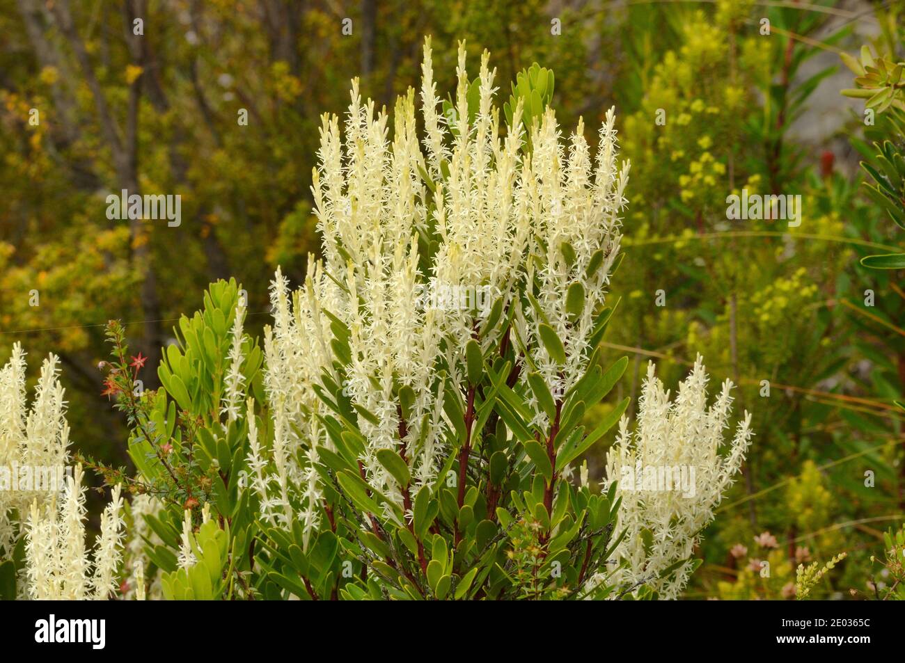 Duftender Candlebush Agastachys odorata PROTEACEAE endemisch in Tasmanien, Australien Stockfoto
