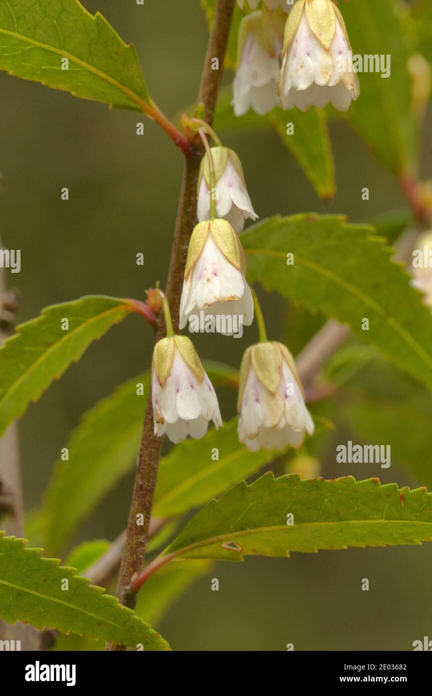 Heartberry Aristotelia peduncularis Elaeocarpaceae fotografiert in Tasmanien, Australien Stockfoto