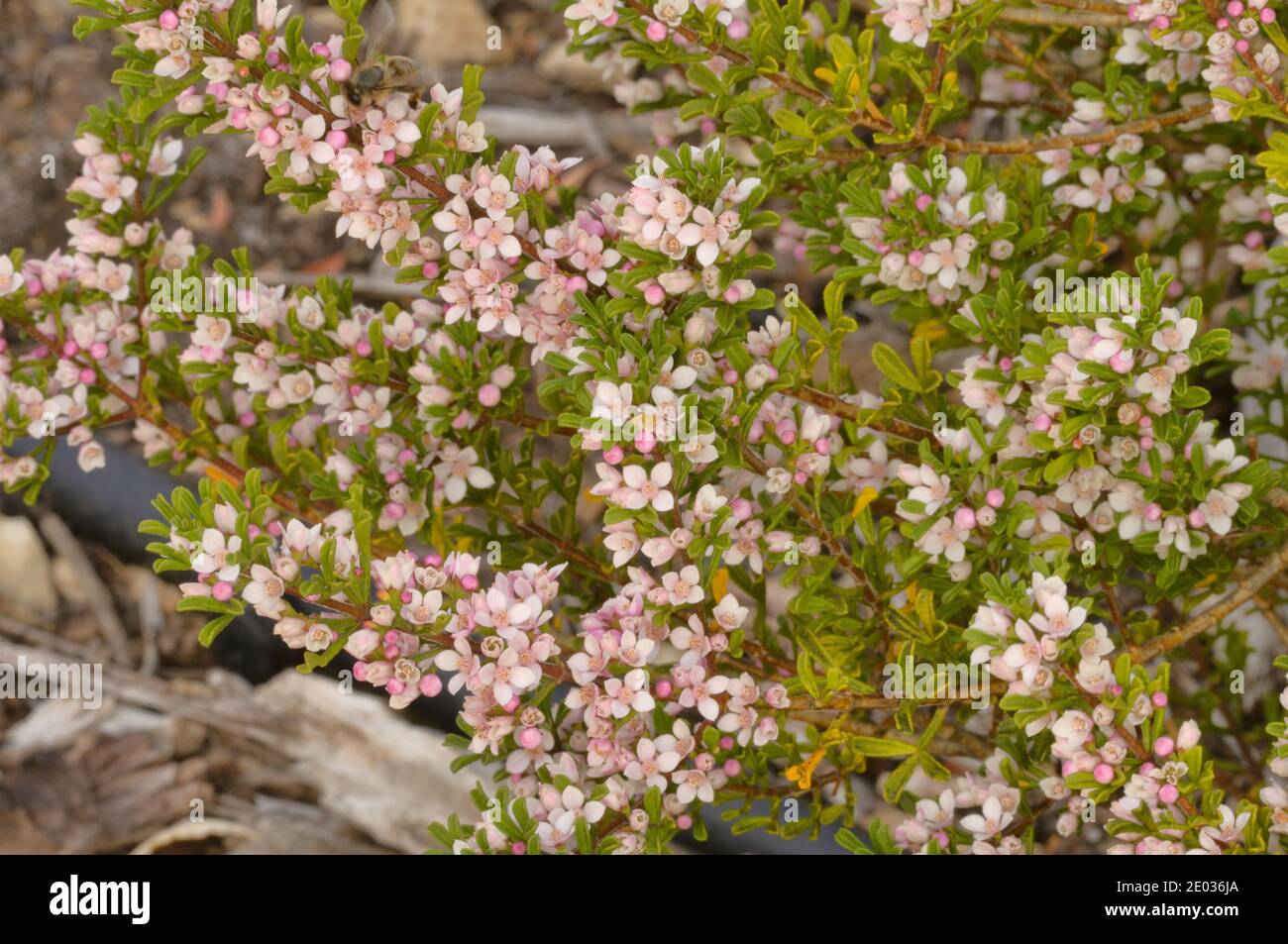 Stinkende Boronia Boronia anemonifolia Rutaceae fotografiert in Tasmanien, Australien Stockfoto