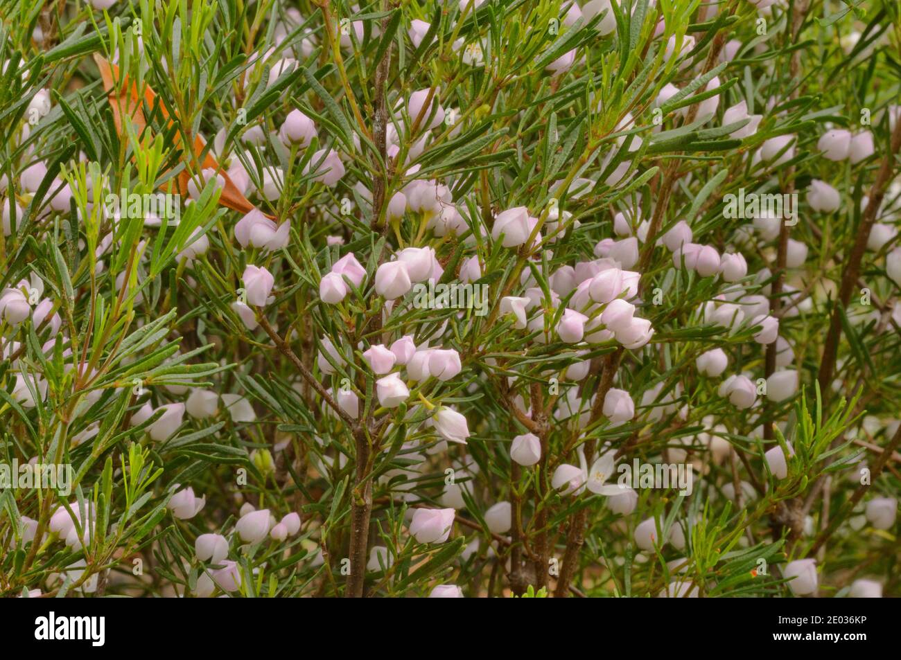 Fluss Boronia Boronia gunnii Rutaceae endemisch in Tasmanien, Australien Stockfoto