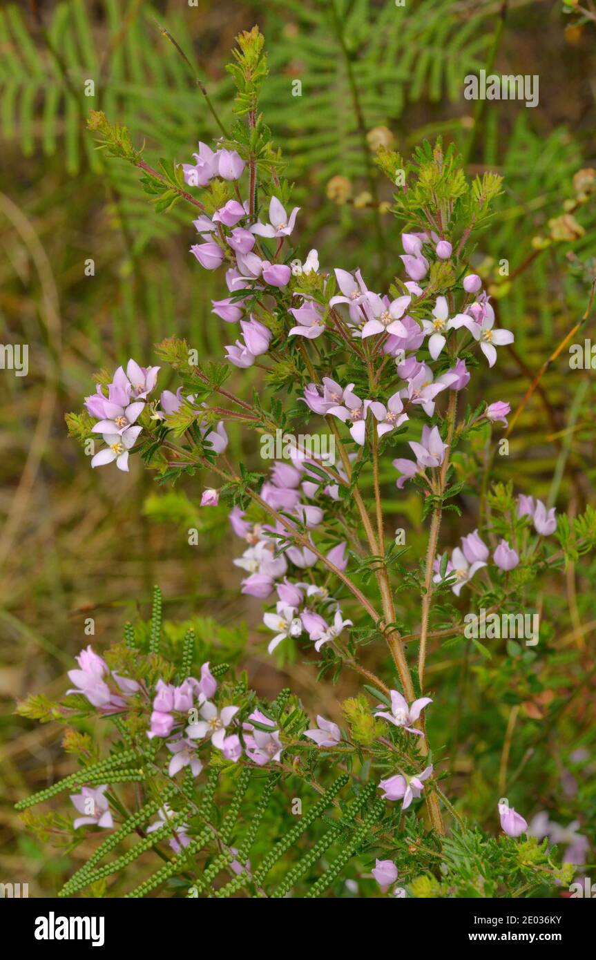 Haarige Boronia Boronia pilosa Rutaceae, fotografiert in Tasmanien, Australien Stockfoto