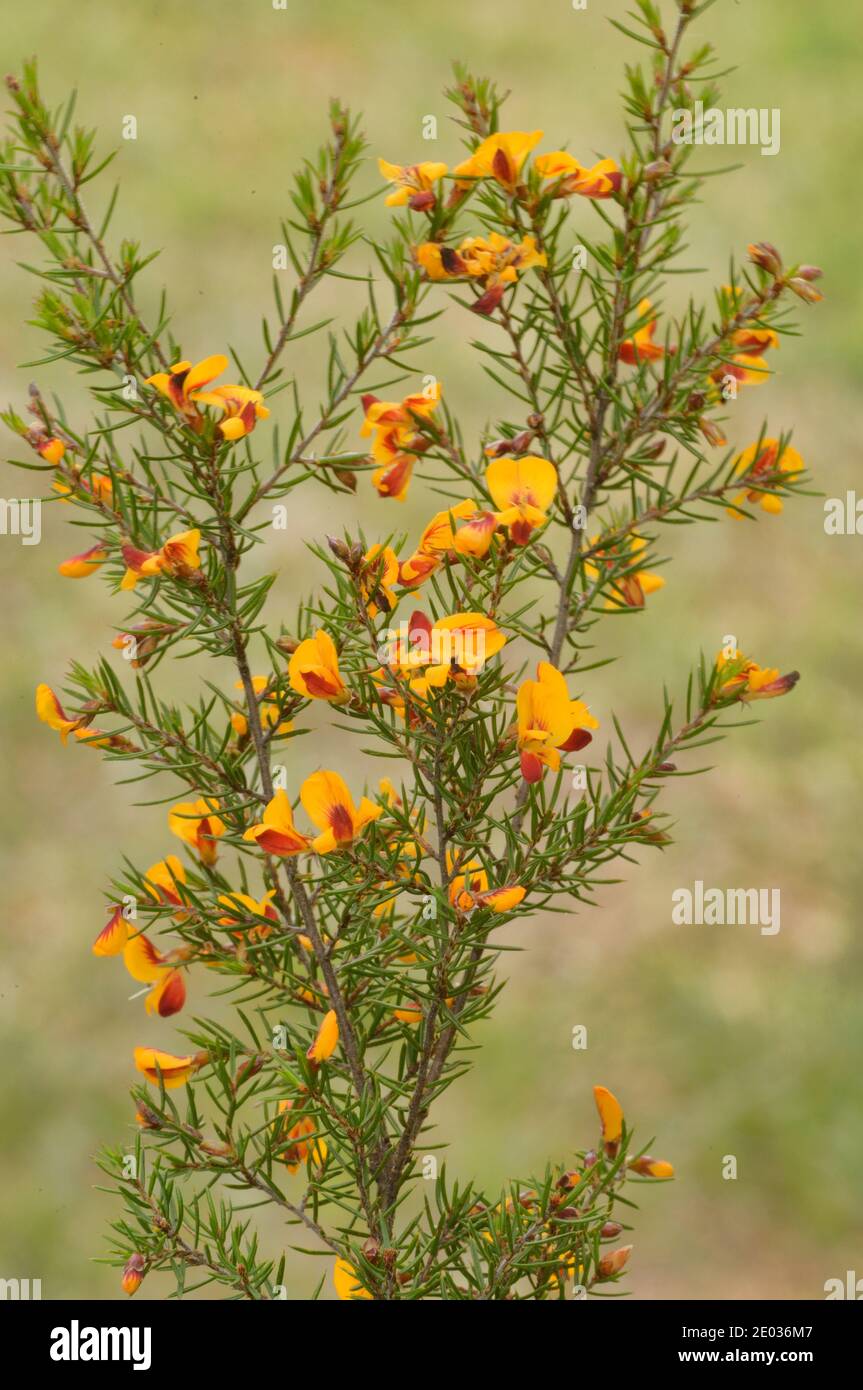 Wiry Bossia Bossiaea cordigera Fabaceae fotografiert in Tasmanien, Australien Stockfoto