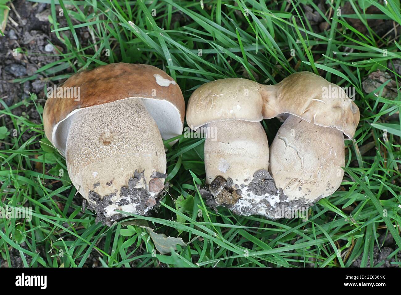Boletus aestivalis, auch Boletus reticulatus, Summer Cep oder Summer Bolete genannt, wilder, essbarer Pilz aus Finnland Stockfoto