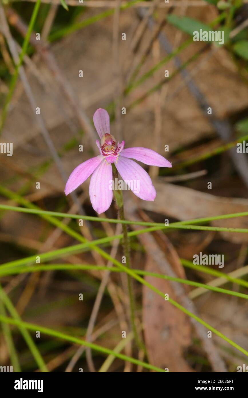 Pink Fingers Caladenia carnea Orchidaceae fotografiert in Tasmanien, Australien Stockfoto