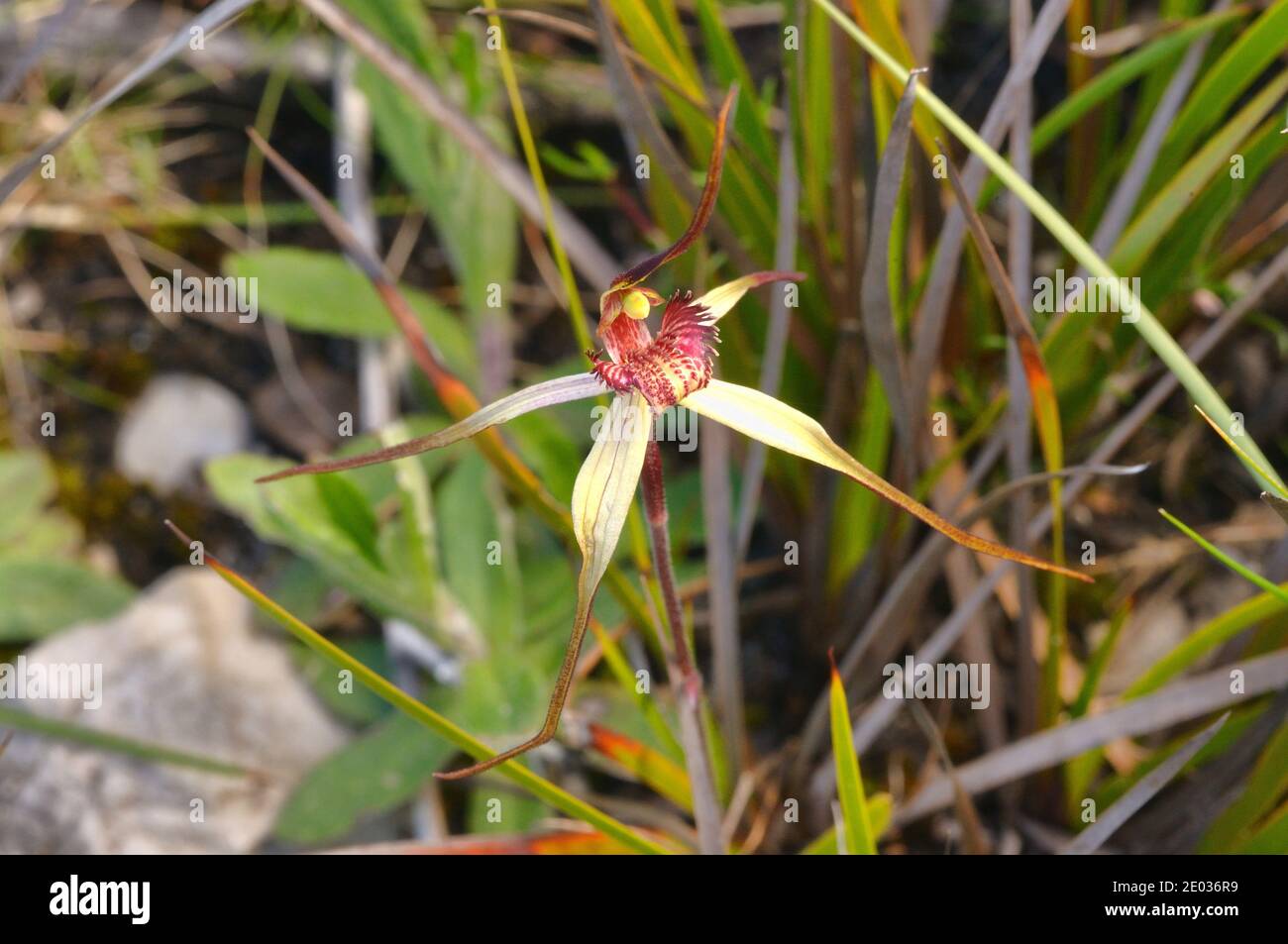 Seespinne Orchidee Caladenia caudata ORCHIDACEAE endemisch in Tasmanien, Australien Stockfoto