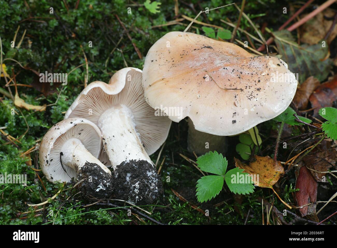 Hebeloma sinapizans, im Allgemeinen bekannt als das roh-gestalkte Hebelom oder bittere Giftepose, wilder Pilz aus Finnland Stockfoto