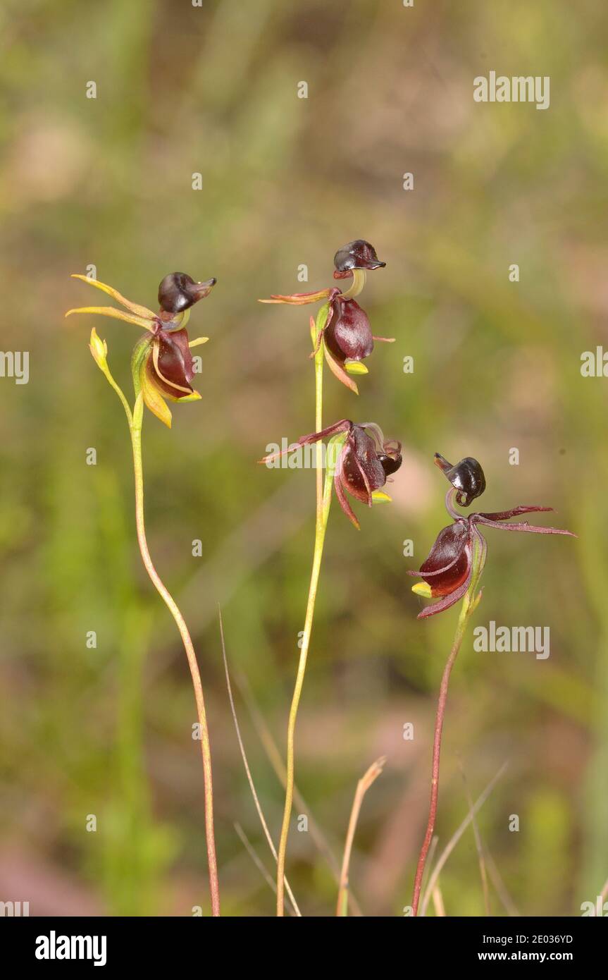 Large Duck Orchid Caleana Major Orchidaceae fotografiert in Tasmanien, Australien Stockfoto