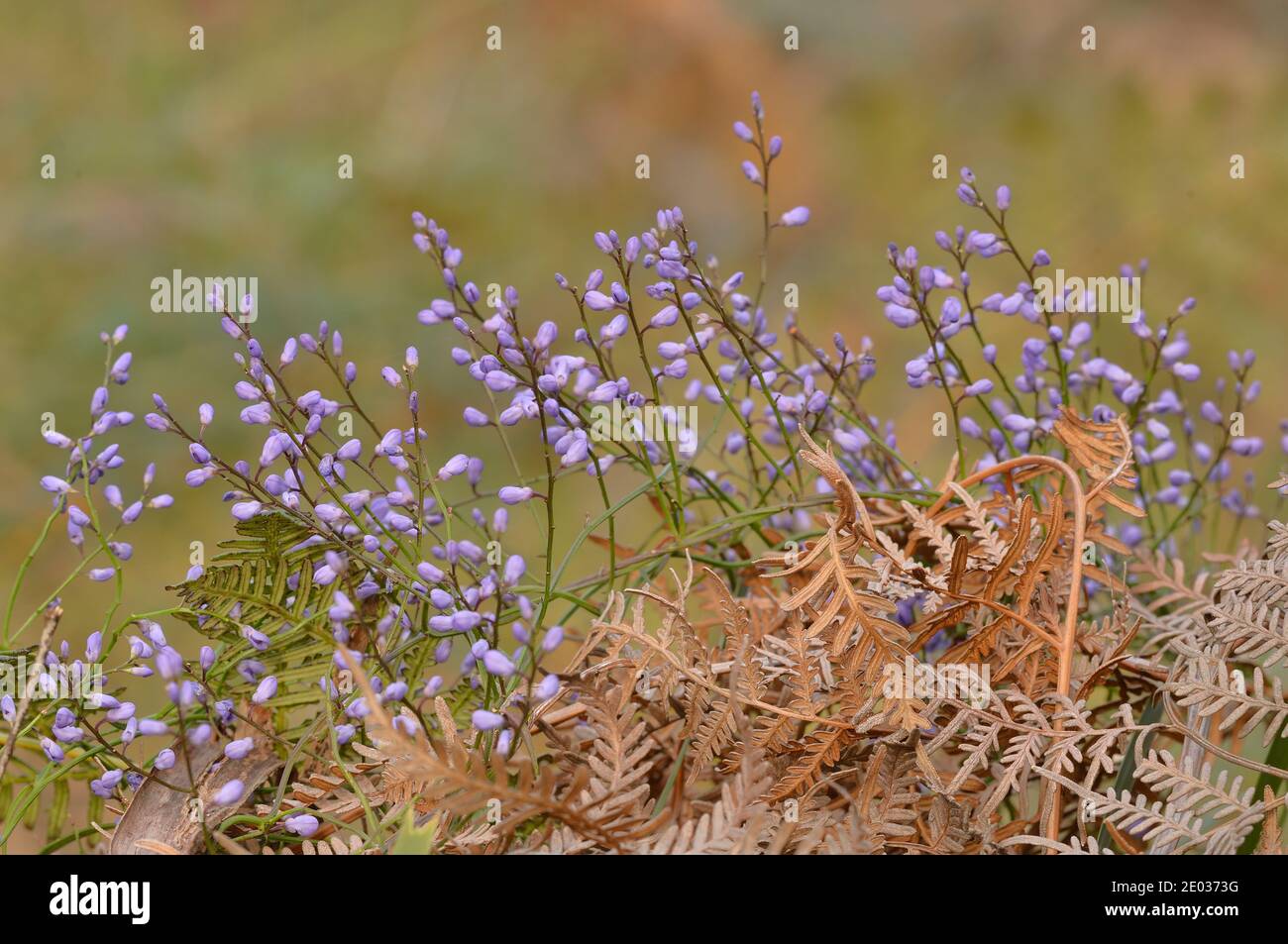 Blue Lovecreeper Comesperma volubile Polygalaceae fotografiert in Tasmanien, Australien Stockfoto