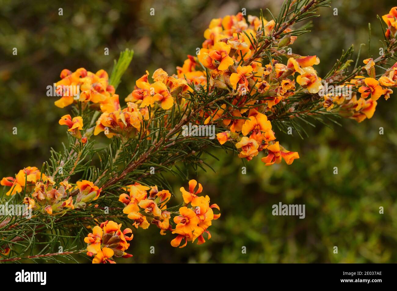 Graupapagei Pea Dillwynia cinerascens Fabaceae fotografiert in Tasmanien, Australien Stockfoto