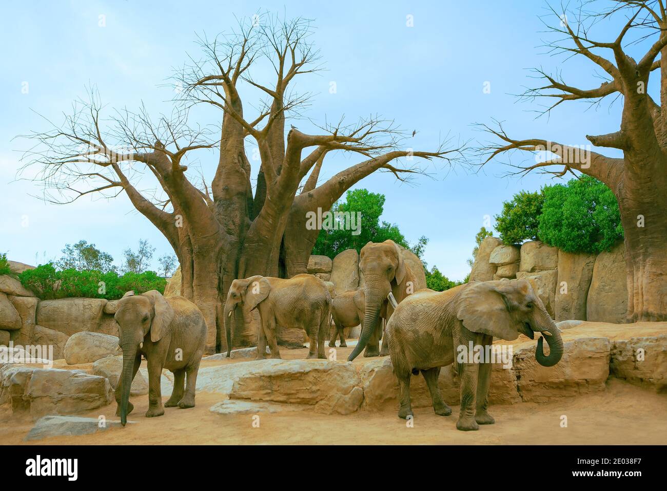 Elefanten und Baobabs . Wilde afrikanische Natur . Elefante africano de sabana Stockfoto