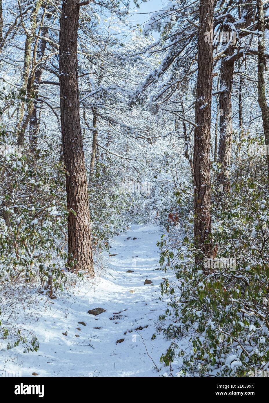 Verschneite Strecke im Wald an einem kalten Wintermorgen. Stockfoto