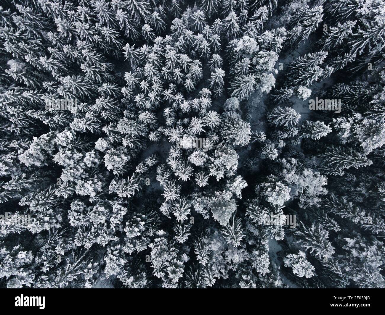 Winter Wunderland Wald Luftaufnahme. Schneebedeckte Winterlandschaft. Fichtenwald European Green Deal. Vogelperspektive von oben nach unten. Winterhintergrund. Stockfoto