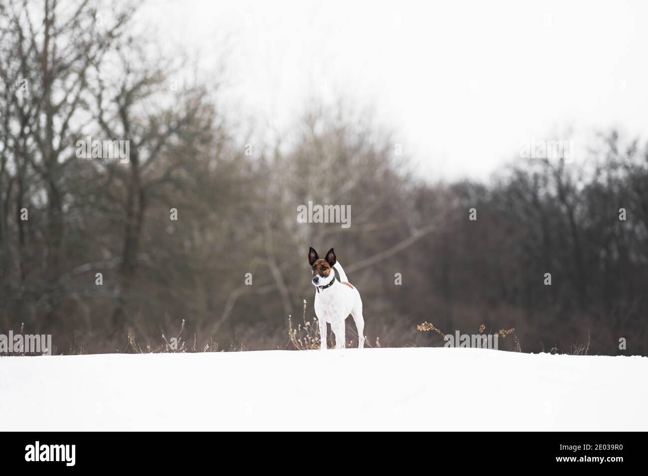 Fox Terrier Hund im verschneiten Wald. Verbringen Sie Outdoor-Zeit mit Hunden im Winter, kalte Jahreszeit aktiven Lebensstil mit Haustieren Stockfoto
