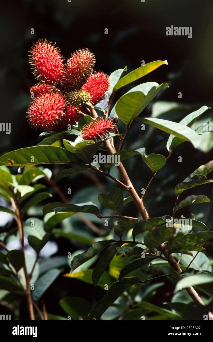 Waldfrüchte oder wilde Rambutan-Früchte, Nephelium lappaceum, Malaysia Stockfoto