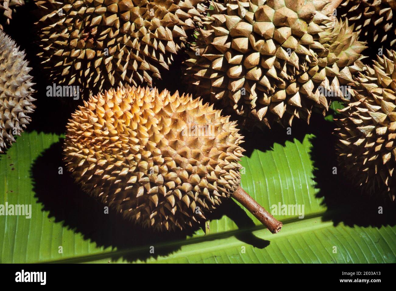 Spikey durian Früchte, Malaysia, beliebte tropische Früchte in Südostasien Stockfoto
