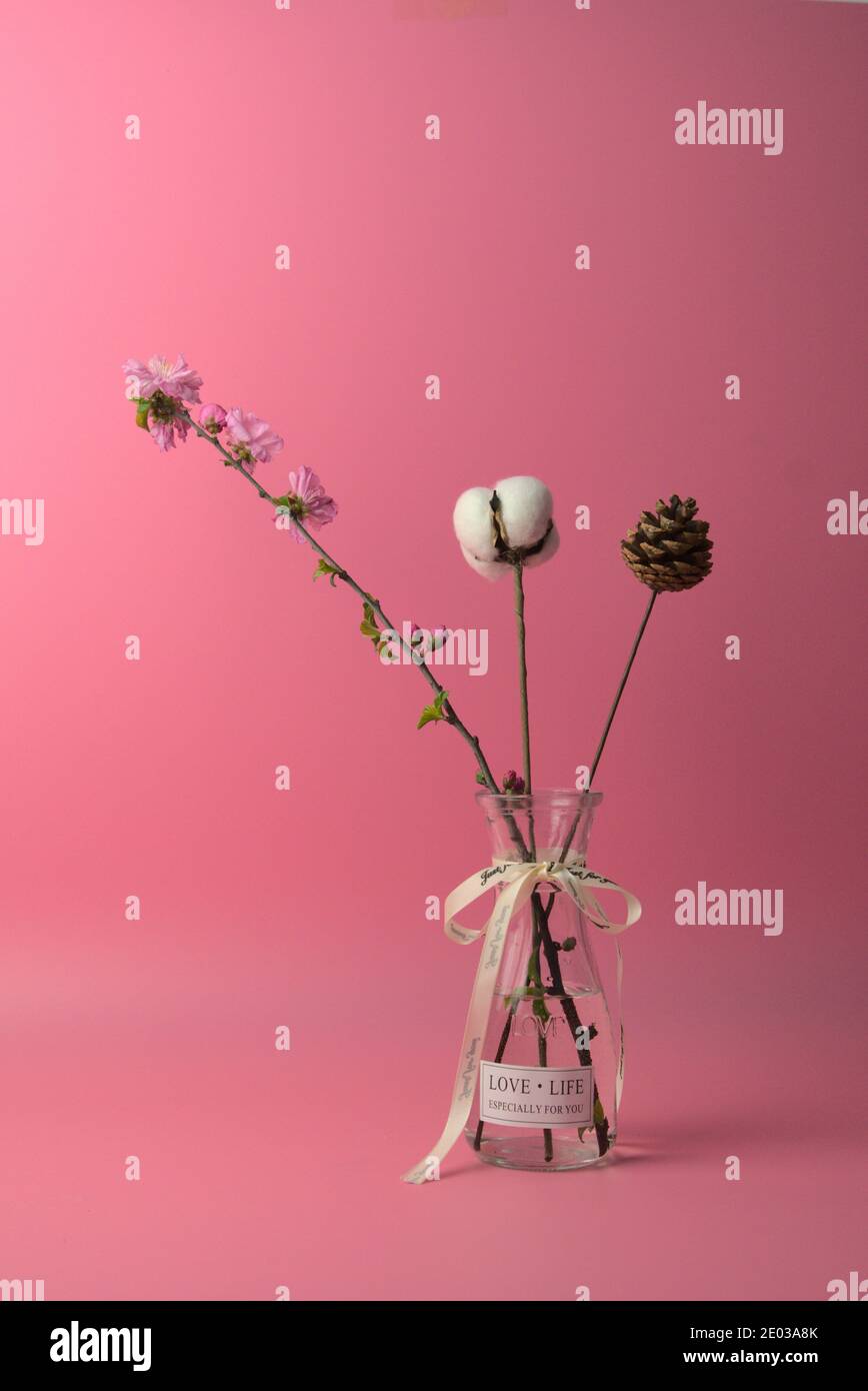 Blumen, weiße Baumwollkugel, Kiefer Turm in Glasvase, rosa Hintergrund. Speicherplatz kopieren. Vertikales Bild Stockfoto