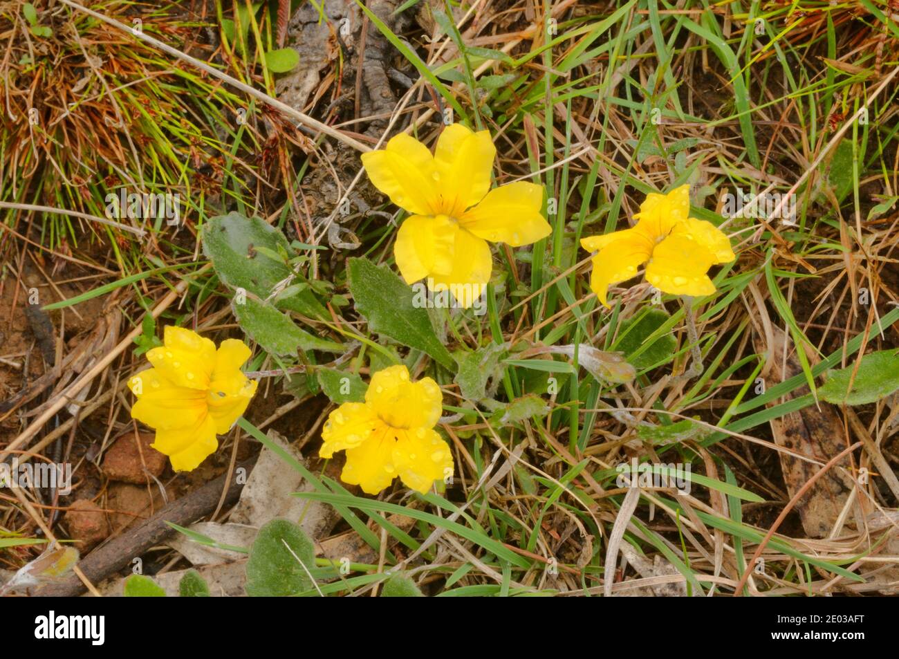 Nachlauf Native-Primrose Goodenia lanata GOODENIACEAE fotografiert in Tasmanien, Australien Stockfoto