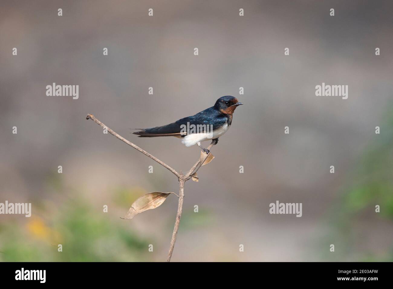 Stall Schwalbe Vogel auf einem Zweig Stockfoto