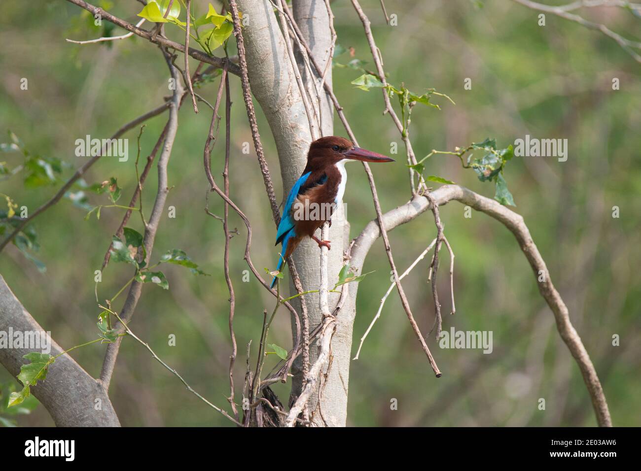 Weißer kehliger Eisvogel, der auf einem Baumzweig thront Stockfoto