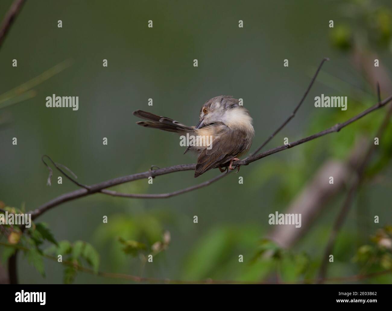 Schlichte prinia in einem Baum Stockfoto