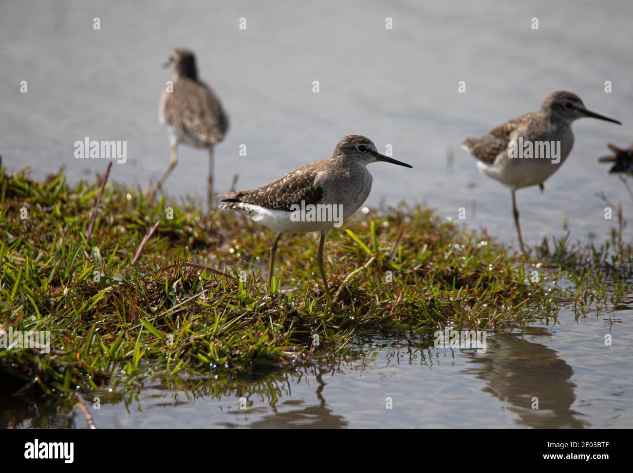 Holzsandpiper stehen in einem See Stockfoto