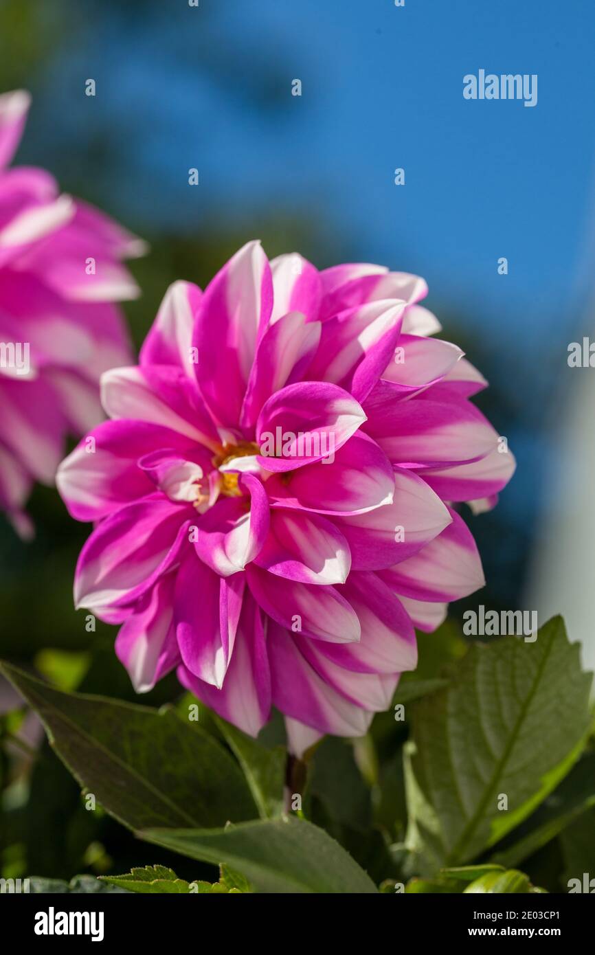 'Cupido' Seerose Dahlia, Näckrosblommiga gruppen (Dahlia x hortensis) Stockfoto