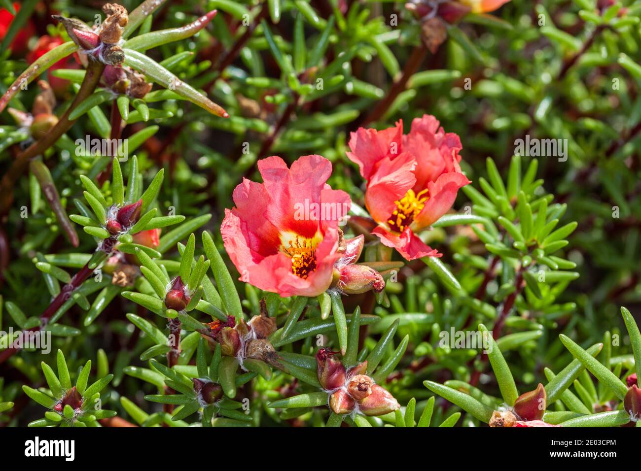 Moss Rose, Praktportlak (Portulaca grandiflora) Stockfoto