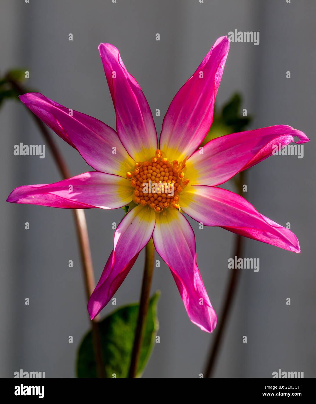 'Honka Pink' Star Dahlia, Stjärndahlia (Dahlia x Hortensis) Stockfoto