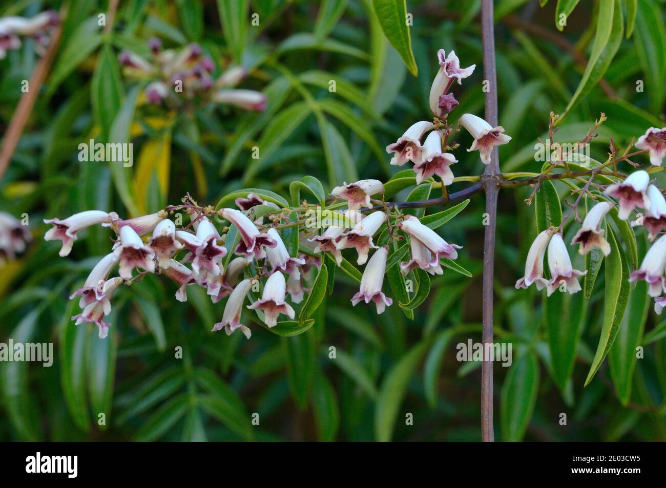 Wonga Vine Pandorea pandorana fotografiert in Tasmanien, Australien Stockfoto