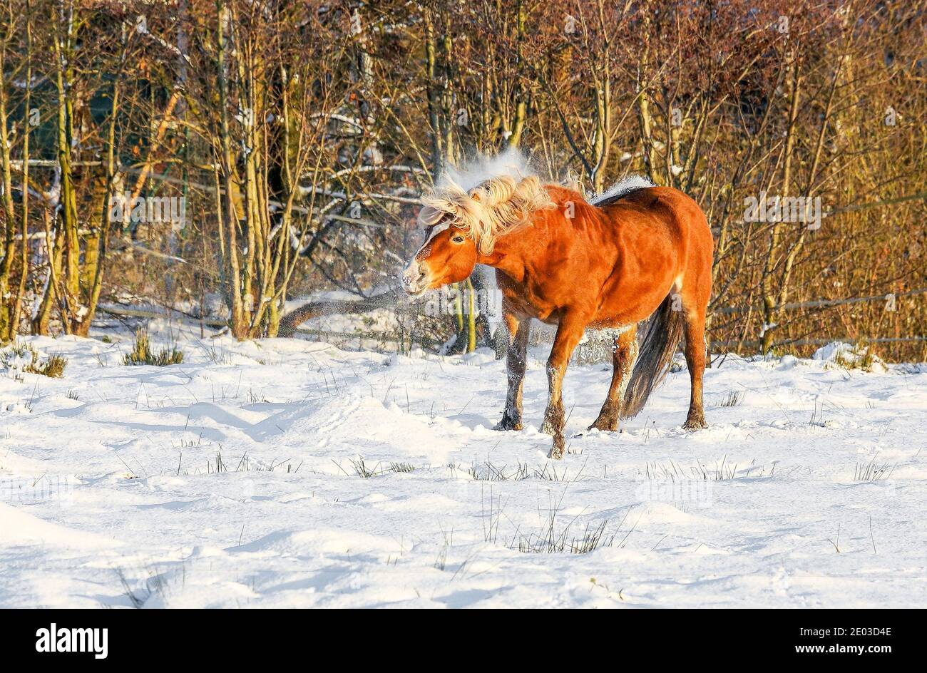 Das rotbraune isländische Pferd war voller Lebensfreude und Vitalität. Es rollte im Schnee und als es aufstand, schüttelte es den Schnee ab. Stockfoto