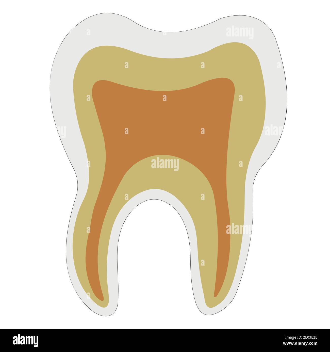 Anatomische Form Zahn Dentin Emaille Zellstoff, Vektor-Logo Zähne Struktur für die Zahnklinik Stock Vektor