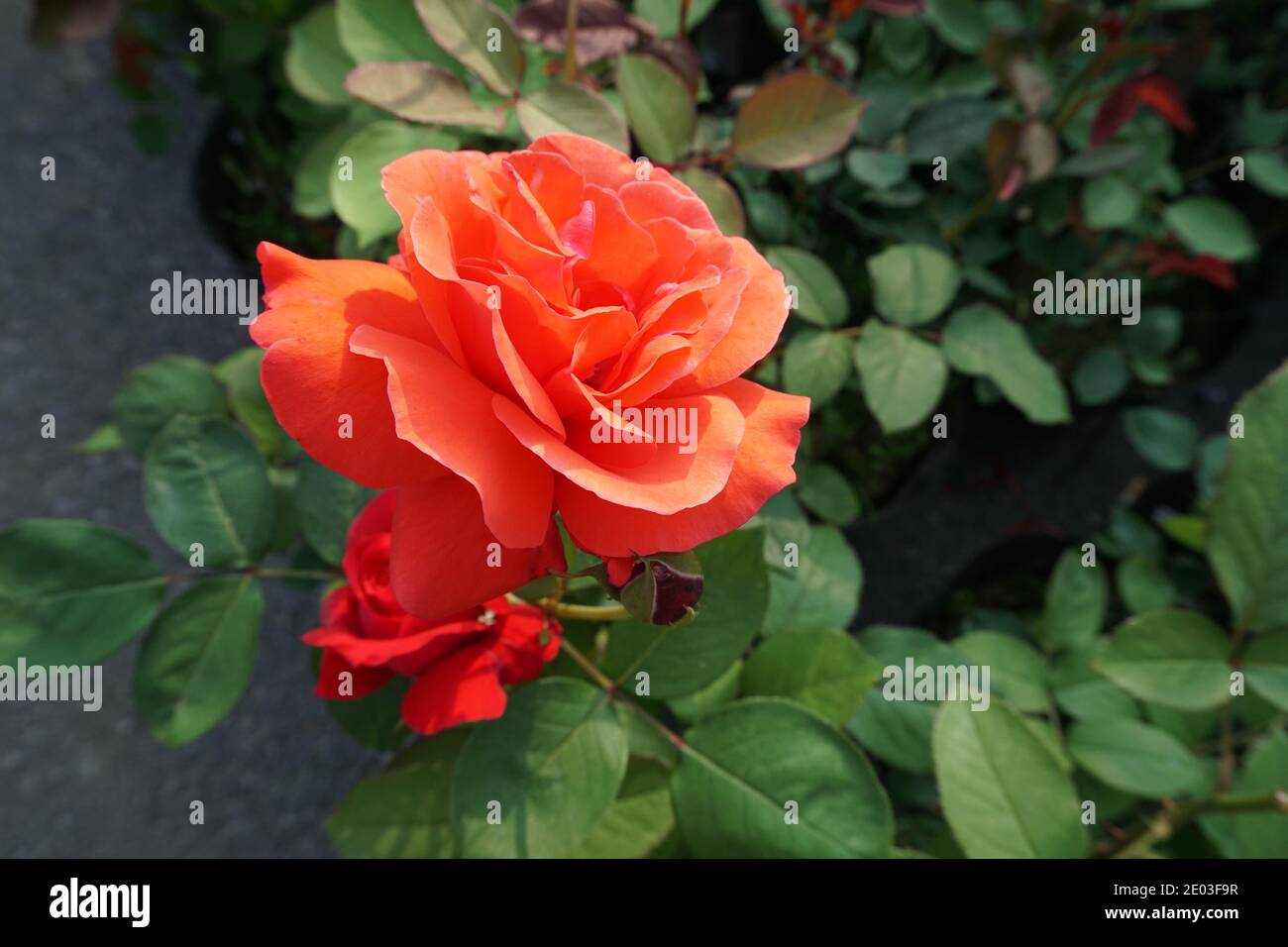 Nahaufnahme einer orangen und roten Rosa chinensis im Garten, schöne Blume Stockfoto