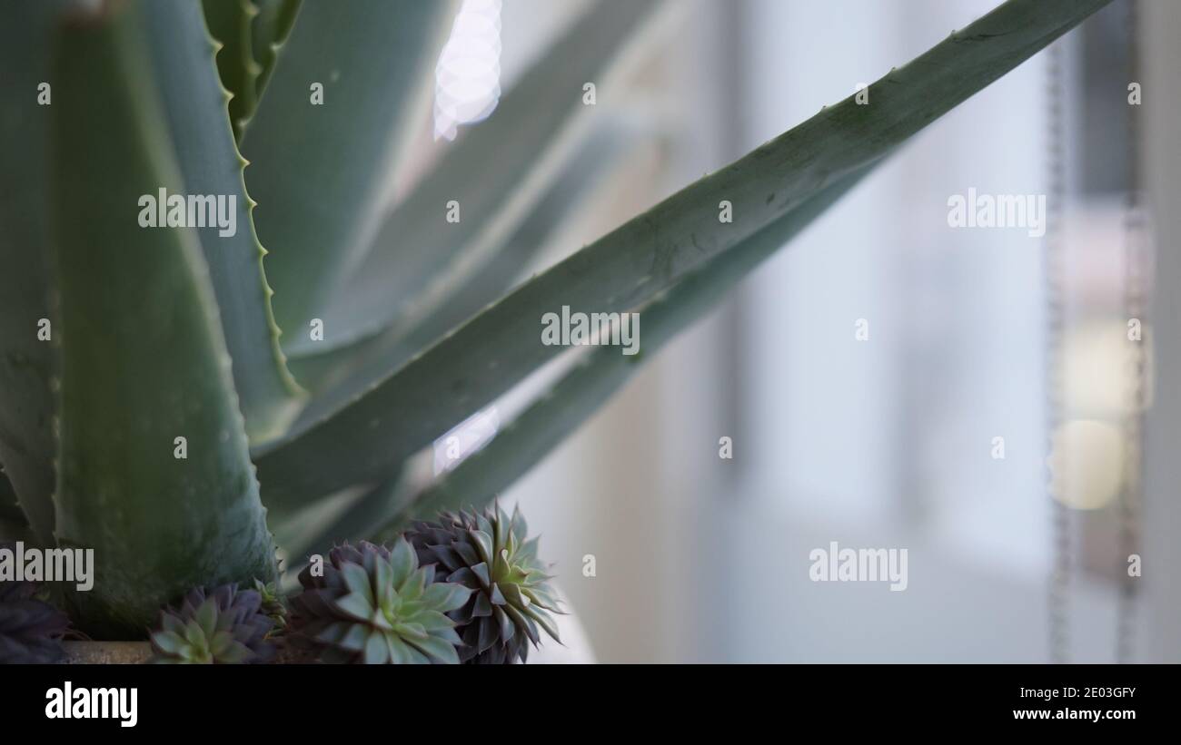 Alovera - Leichte Pflanze Stockfoto