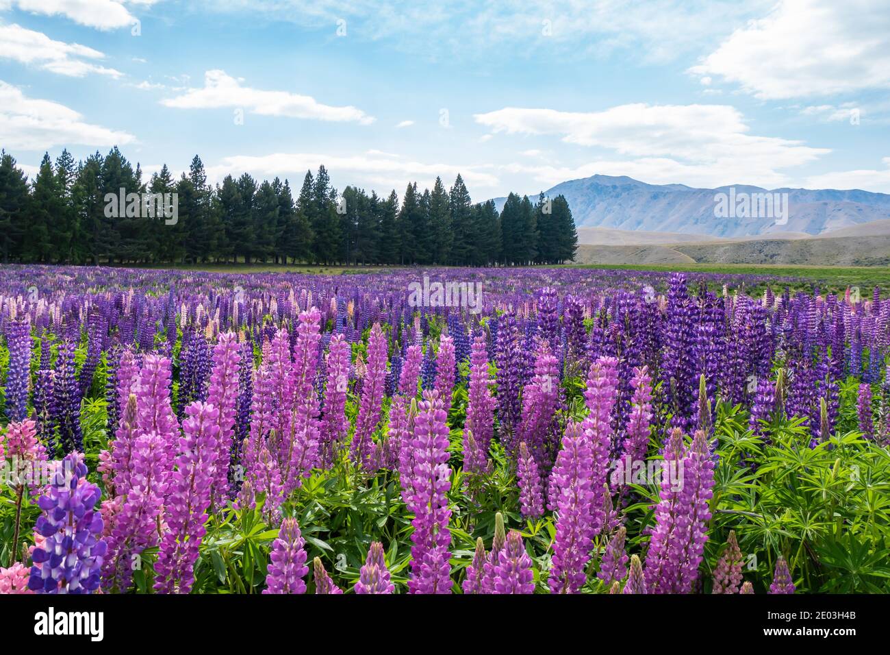 Schöne blühende Lupinenfelder in der Wildnis Neuseelands Stockfoto