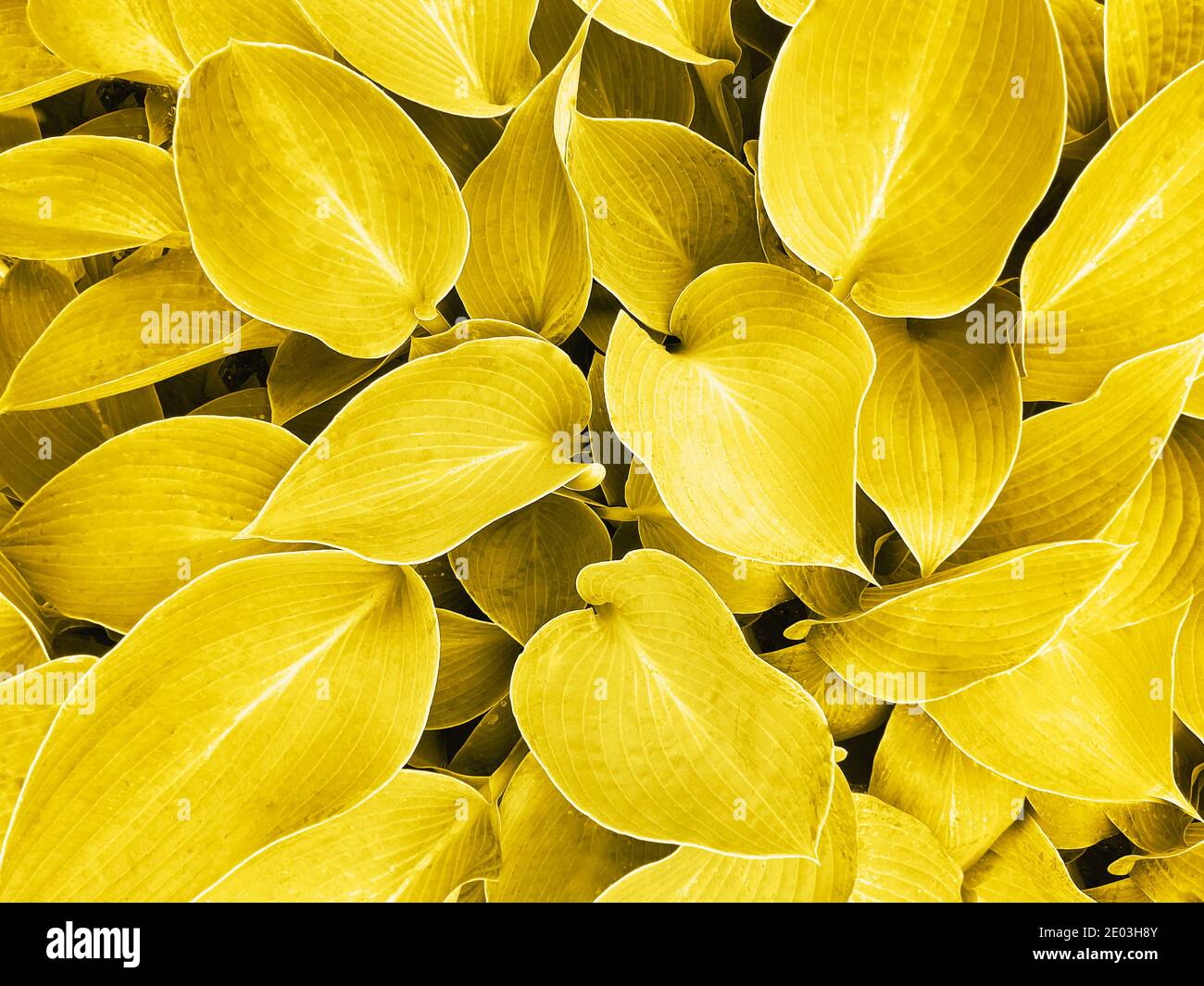 Farben gelb und grau, Farbe des Jahres 2021 leuchtend. Große Blätter Hintergrund. Stockfoto