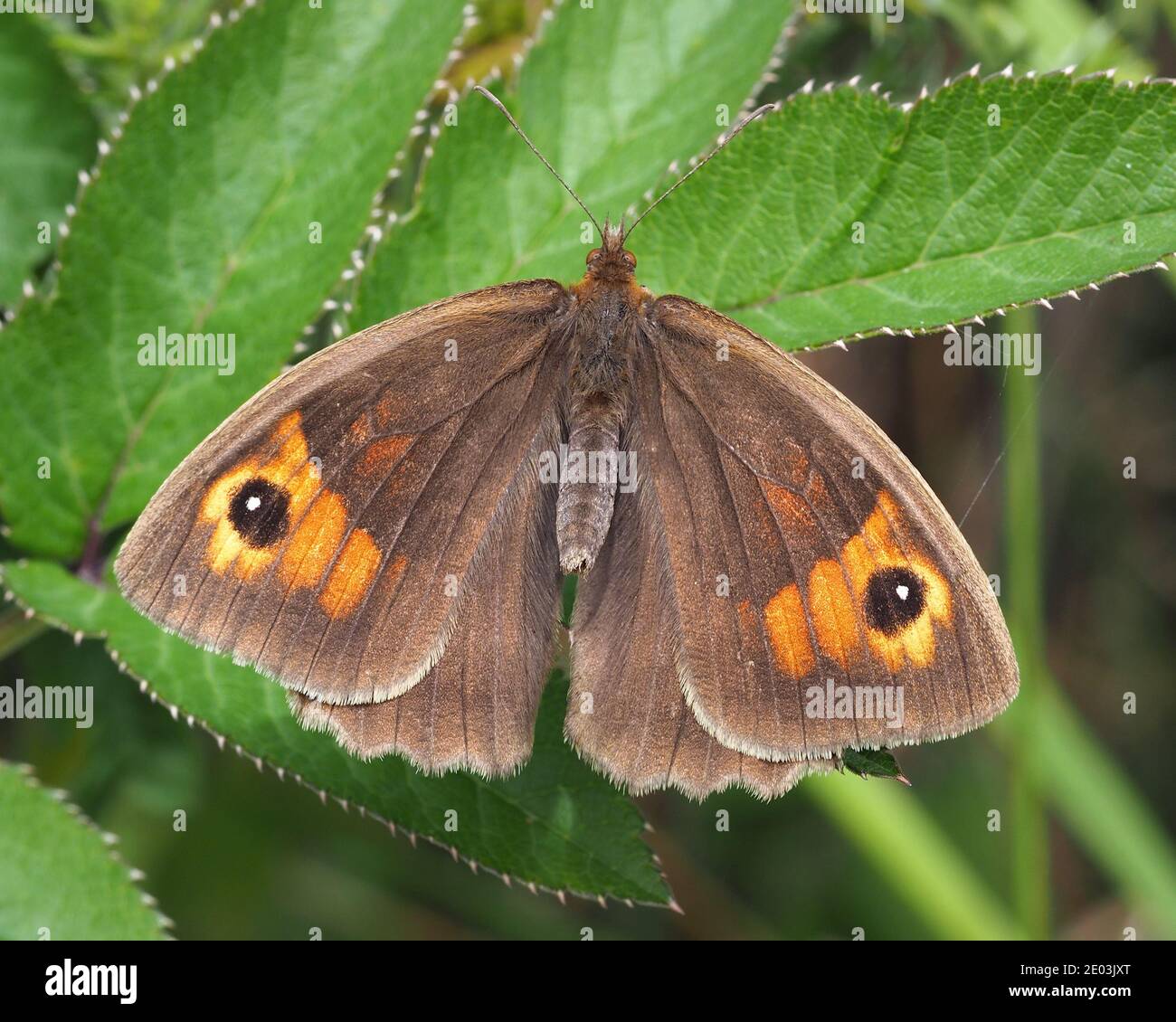 Wiese Brauner Schmetterling (Maniola jurtina) mit offenen Flügeln. Tipperary, Irland Stockfoto