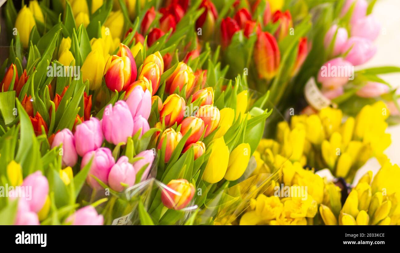 Auf einem Blumenständer stehen Frühlingsblumen wie Tulpen und Narzissen zum Verkauf Stockfoto