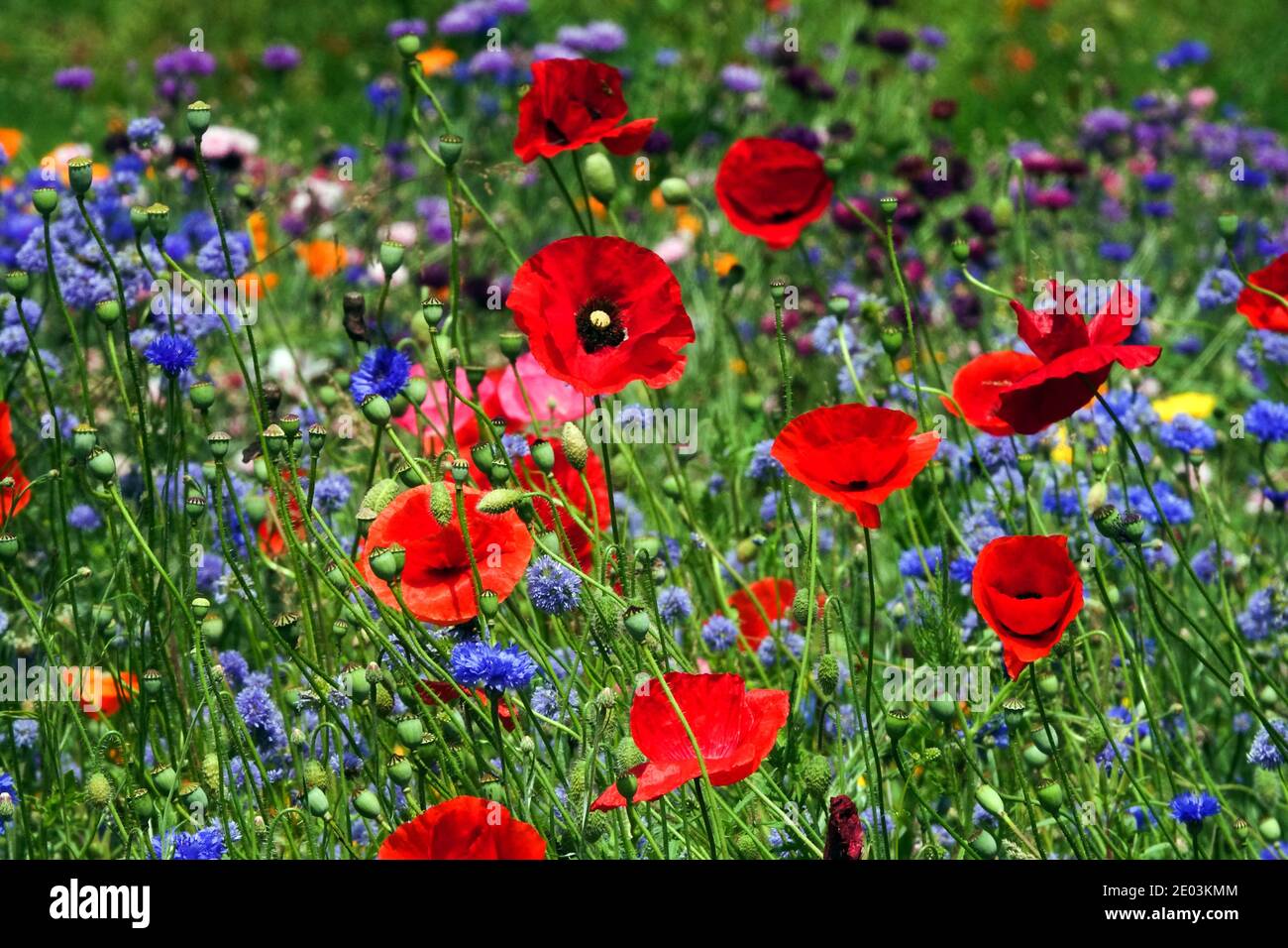 Blau Rot Wildblumen Garten Mohn Garten Wildblumen Wiese Roter Papaver Rhoeas Rotes Mohnfeld Mohnblumen Blaue Kornblumen gemischte Sommerpflanzen Stockfoto