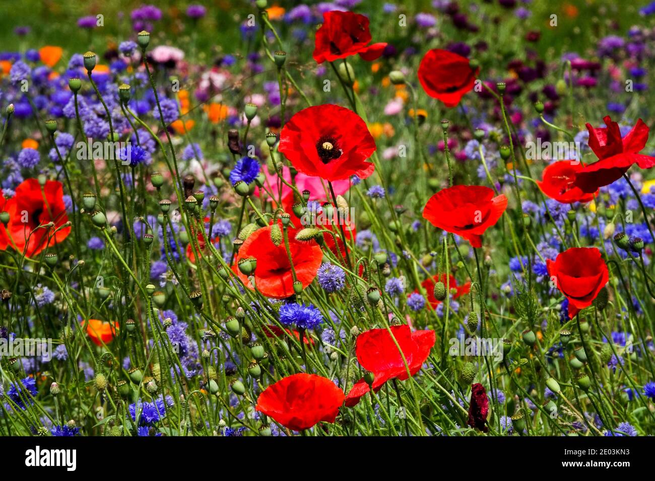 Mais Mohn rot blaue Wiese Wildblume Wiese Mohn Kornblume Mohn Garten gemischte Wildblumen Gartenrand Sommer Juni blau rote Blumen Papaver Stockfoto
