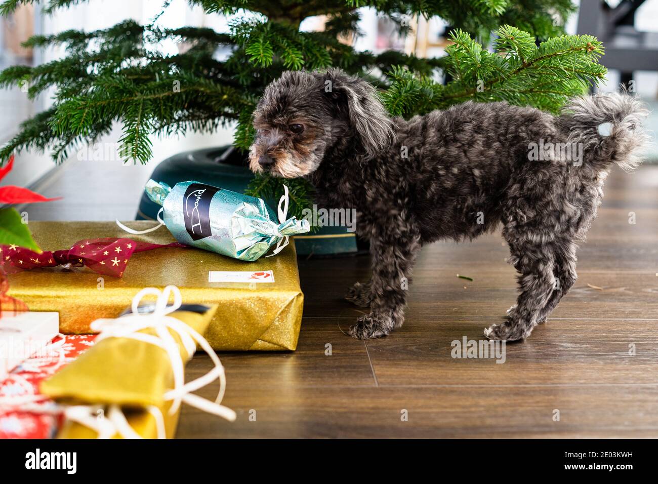 Kleiner Hund steht zwischen weihnachtsgeschenken Stockfoto