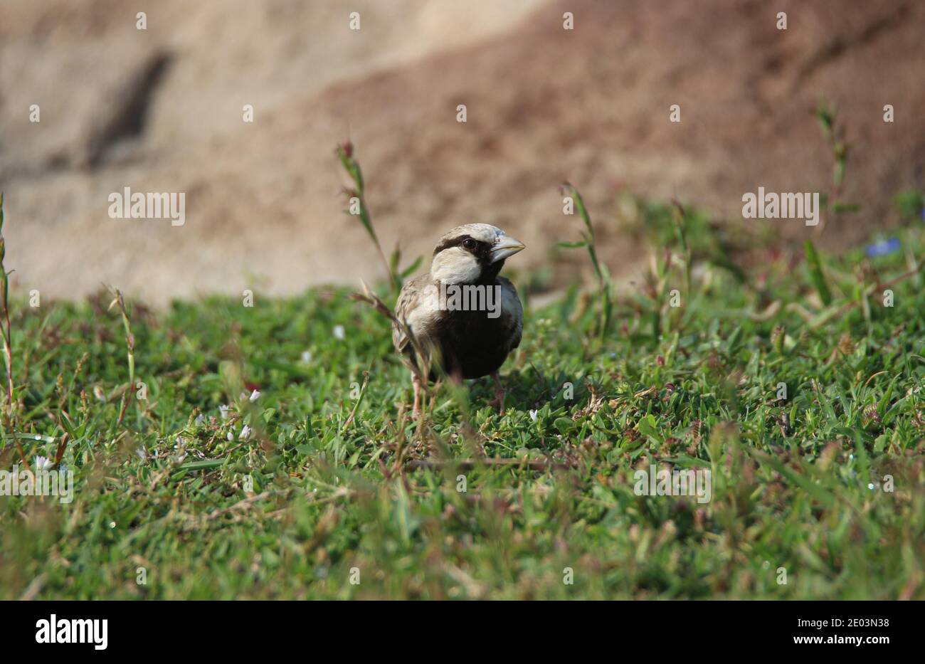 Auf einem offenen Feld stehende Ascherkrauslerche Stockfoto