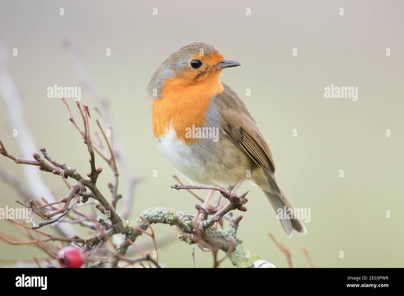 Robin im Winter, Yorkshire Showground, Harrogate Stockfoto