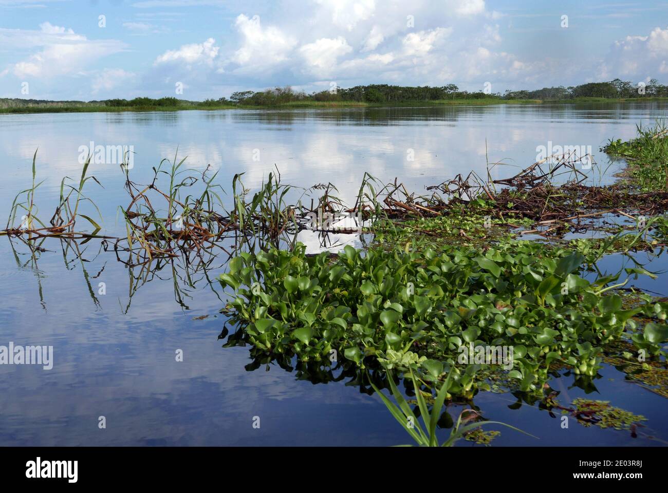 Mamirauá Naturschutzgebiet für nachhaltige Entwicklung in Amazonien zwischen den Solimões und Japurá Flüsse Stockfoto