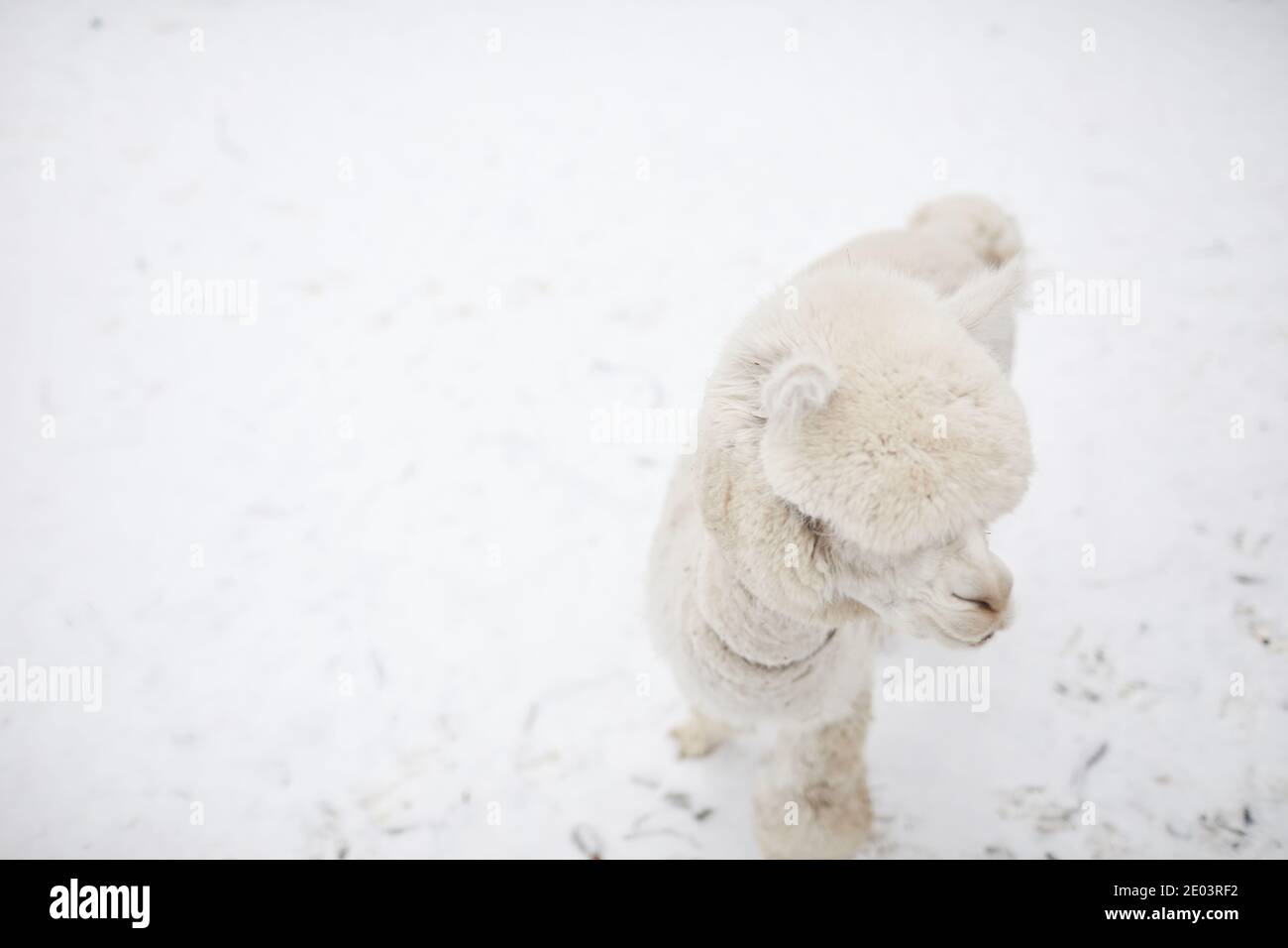 Nahaufnahme des weißen lama, der im Freien auf weißem Schnee läuft Stockfoto