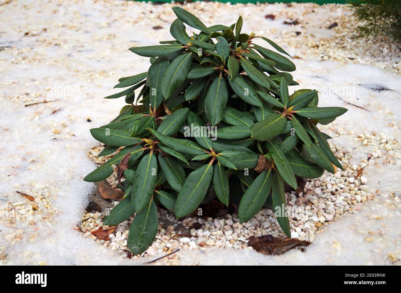 sansevieria fotos Sansevieria · Buy plant with message · Omotesandō Plants main image 0