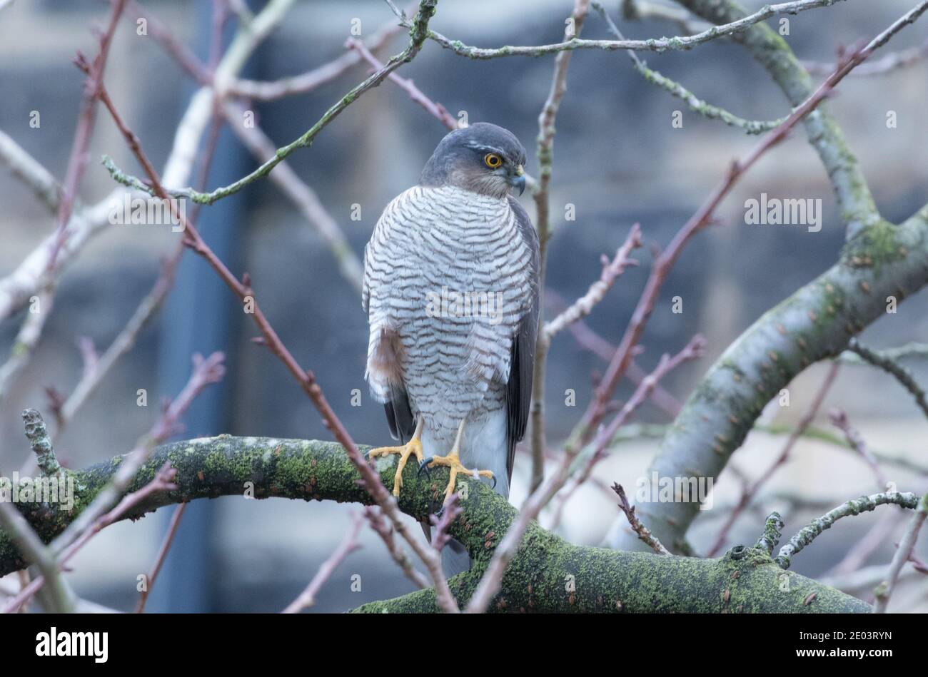 Sparrowhawk in einer Wohnstraße in Harrogate Stockfoto